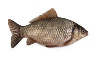 fish.jpg