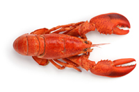 shellfish.jpg