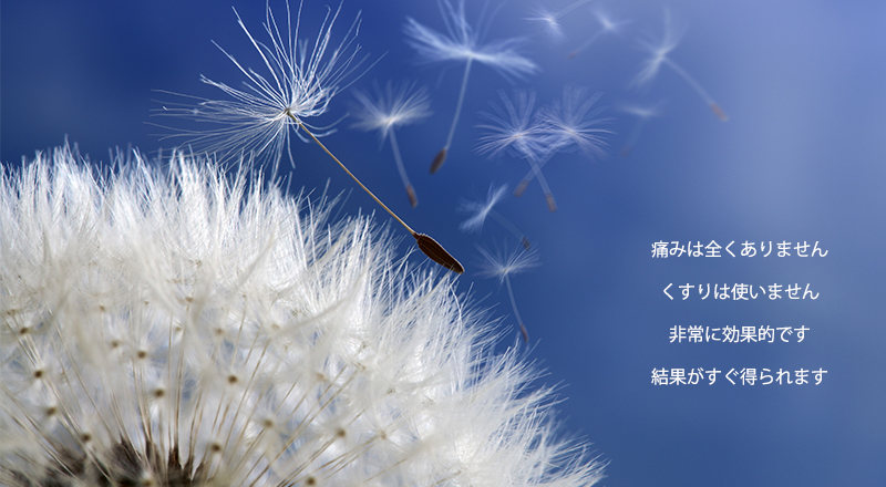 dandelion_text_jp_0.jpg